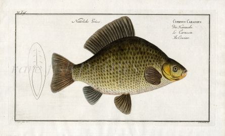 THE CRUCIAN CARP Bloch fish print 1758 (Cyprinus Carassius)