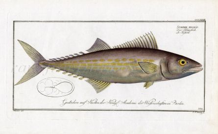 THE KING'S FISH MACKEREL Bloch fish print 1793 (Scomber regalis)