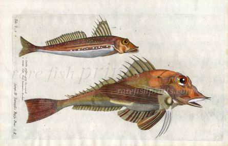 THE GREY & RED PIPER GURNARD Cuculus - fish print