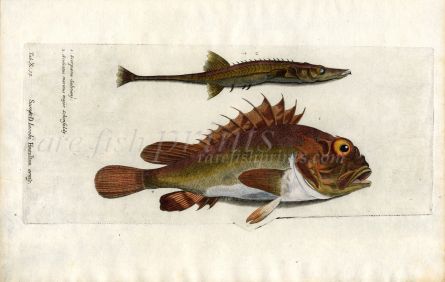 THE SCORPIONFISH  Scorpaena & SEA  ADDER Aculeatus marinus fish print
