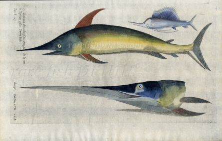 THE SWORDFISH & SAILFISH  Xiphias piscis fish  print