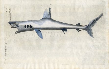 THE BLUE SHARK Galeus glaucus fish print