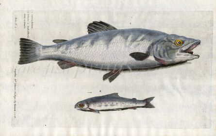 THE ATLANTIC SALMON & SAMLET  (young salmon) fish print