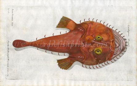 THE ANGLER rana piscatrix fish print
