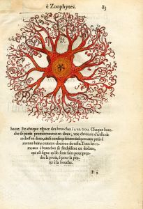 RONDELET MARINE LIFE - ZOOPHITES PRINT  - WOODCUT 1558