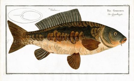 THE ROYAL CARP Bloch fish print 1758 (Rex Cyprinurum)