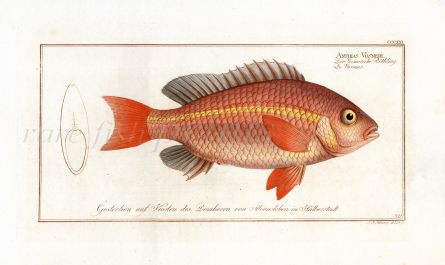 THE ANTHIAS VOSMERI -  Bloch fish print 1797 