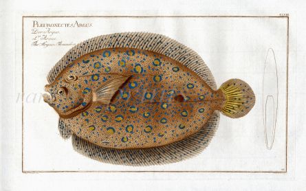 THE ARGUS FLOUNDER Bloch fish print (Pleuronectes Argus) 1785