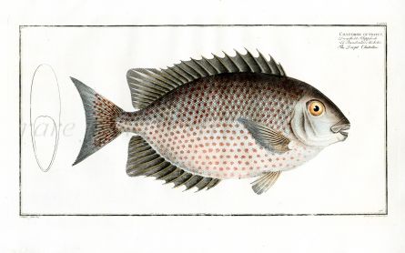 THE BUTTERFLYFISH Bloch fish print (Chaetodon Guttatus)