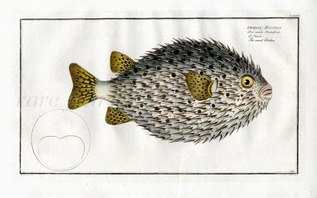THE PUFFERFISH - THE ROUND DIDION Bloch fish print 1795  (Diodon Hystrix)