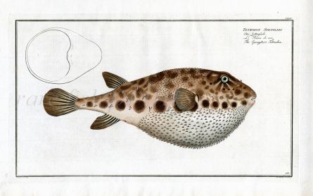 THE PUFFERFISH - SPENGLER'S TETRODON - Bloch fish print 1786  (Tetrodon Spengleri)
