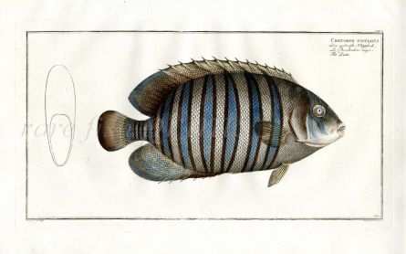 THE DUKE BUTTERFLYFISH Bloch fish print     (Chaetodon Faclatus)
