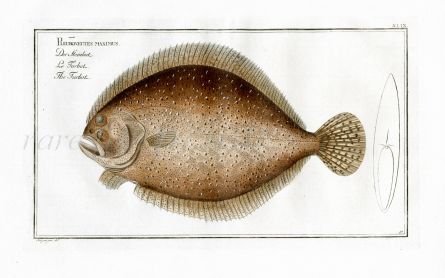 THE TURBOT Bloch fish print (Pleuronectes Maximus)