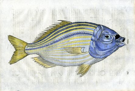 ALDROVANDI THE SALPA - "The hallucinogenic dream fish" - woodcut print 1638