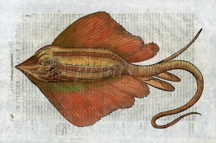 ALDROVANDI - THE STINGRAY 1638 woodcut fish print