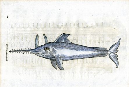ALDROVANDI - THE SAW FISH woodcut fish print 1638