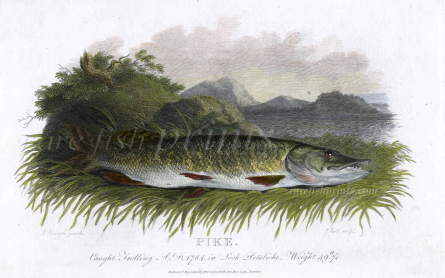 BEAUTIFUL RARE ENGRAVING OF A SCOTTISH LOCH PIKE 1801