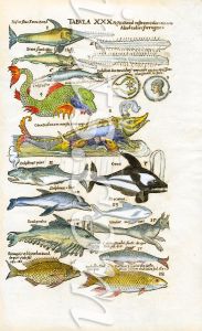 ALDROVANDI SEA MONSTERS - MONSTROUS ORCA WHALE WITH YOUNG, MONSTER SAWFISH & CENTIPEDE WHALE  
