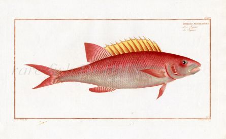 THE JAGUAR Bloch fish print 1785