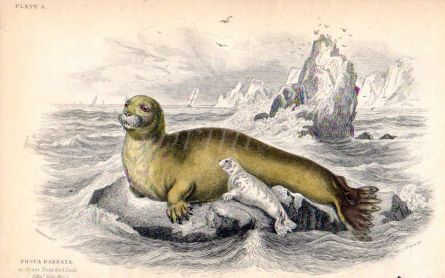 THE PHOCA BARBATA or GREAT BEARDED SEAL print