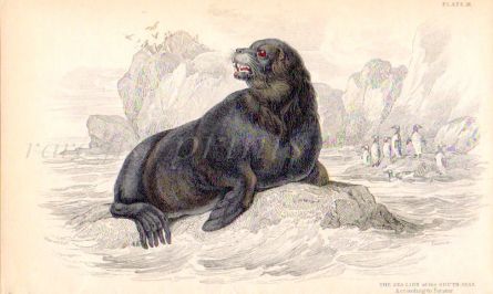 THE SEA LION OF THE SOUTH SEAS print