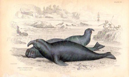 PHOCA PROBOSCIDEA - THE ELEPHANT SEAL print