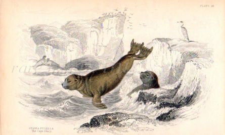 OTARIA PUSILLA - THE CAPE OTARY print