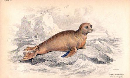 OSTARIA MOLOSSINA - ZOO DE LA COQUILLE print