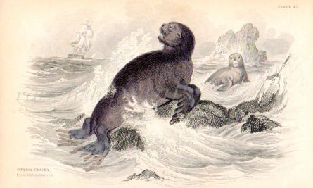 OSTERIA URISNA - THE SEA BEAR print