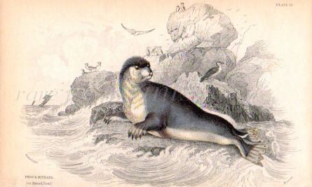 PHOCA MITRATA - THE MITRED SEAL print