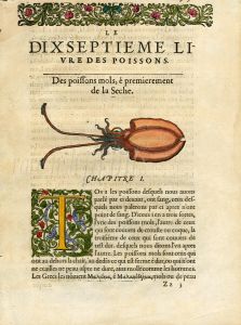 RONDELT MARINE LIFE - SQUID PRINT - WOODCUT 1558