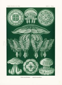 HAECKEL - DISCOMEDUSAE -CNIDARIA - SCYPHOZOA  - TRUE JELLYFISH print 1899 -1904