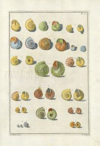 GUALTIERI - CONCHOLOGY:  TESTAE TERRESTRES SHELL print 1742