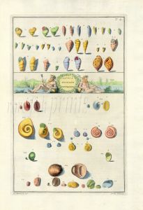 GUALTIERI - CONCHOLOGY: CLASSIS.II TESTACEA SHELL print 1742