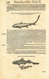 CONRAD GESNER  - VERSO - SHARKS FISH PRINT WOODCUT 1560