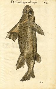 CONRAD GESNER - CENTRINA SHARK FISH PRINT WOODCUT 1560