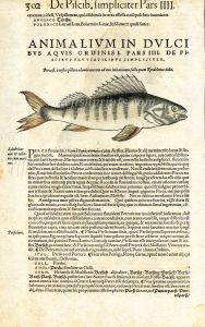 CONRAD GESNER - VERSO - PERCH FISH PRINT WOODCUT 1560