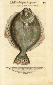 CONRAD GESNER - TURBOT FISH PRINT WOODCUT 1560