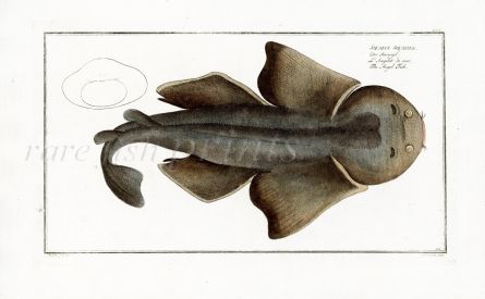 THE ANGEL FISH print -  Bloch fish print 1758 (Squalus Squatina)