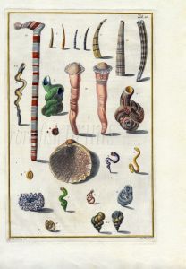 GUALTIERI - CONCHOLOGY: TUBULUS MARINUS SHELL print 1742