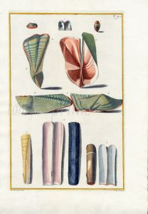 GUALTIERI - CONCHOLOGY: TEREBRATULA & COCHA LONG BRACHIATA SHELL print 1742