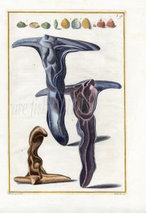 GUALTIERI - CONCHOLOGY: CONCHA LONGA BRACHIATA & CONCHA SUBROTUNDA SHELL print 1742