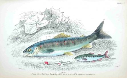 SALMON PAR