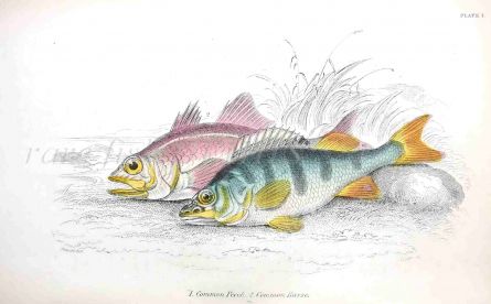 THE PERCH & BASS