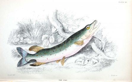 THE PIKE