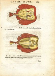 RONDELET FISH PRINT - TORPEDO RAYS - WOODCUT 1558