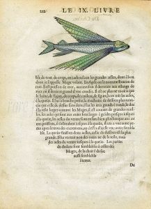 RONDELET FISH PRINT - FLYING FISH  - WOODCUT 1558