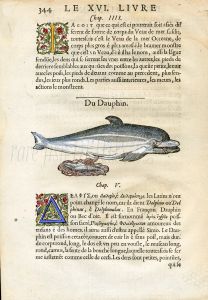 RONDELET MARINE LIFE  - DOLPHIN BIRTH - WOODCUT 1558