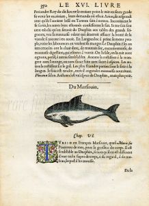 RONDELT MARINE LIFE - PORPOISE PRINT - WOODCUT 1558