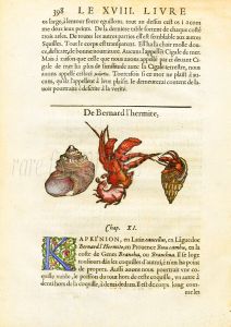 RONDELT MARINE LIFE - HERMIT CRAB PRINT -  WOODCUT 1558